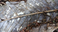 ホオノヘソタケ