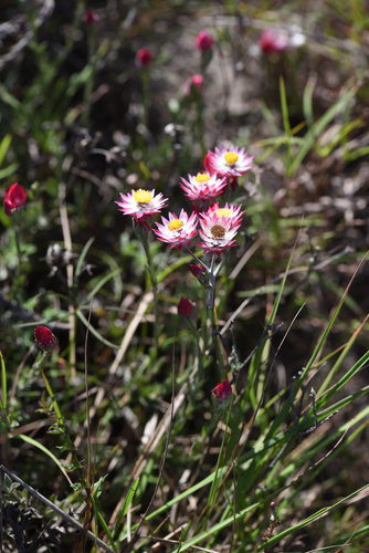 Image of Achyranthemum affine by (c) Andrew Gillespie, some rights reserved (CC BY-SA)