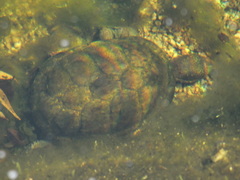 Kinosternon sonoriense