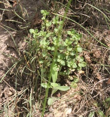 Lysimachia minima