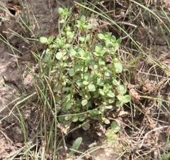 Lysimachia minima