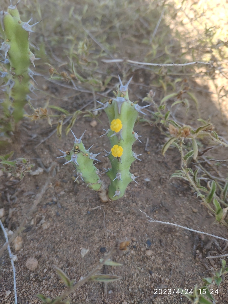 Euphorbia schinzii 2