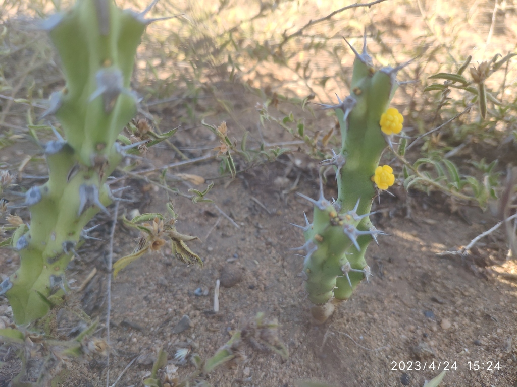 Euphorbia schinzii