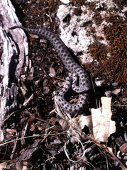 Crotalus pricei