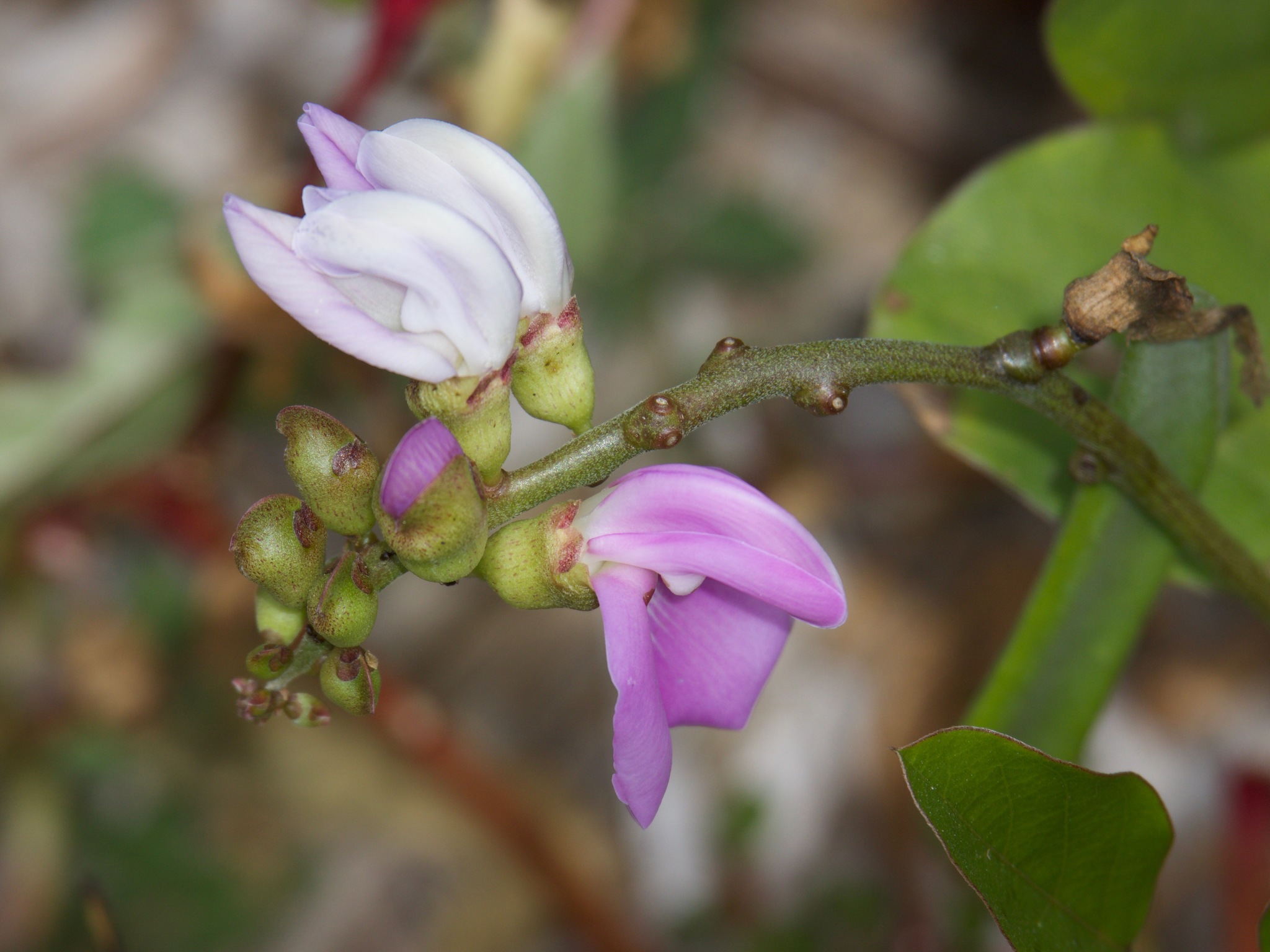 Canavalia brasiliensis