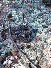 Crotalus pricei