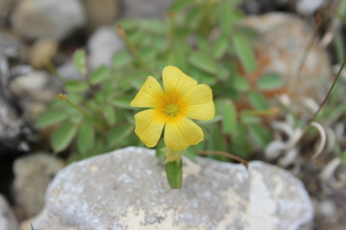 Oxalis frutescens ssp. angustifolia