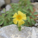 Oxalis frutescens angustifolia - Photo (c) Luis Alberto, some rights reserved (CC BY-NC), uploaded by Luis Alberto