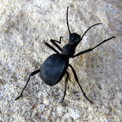 Leptoderis