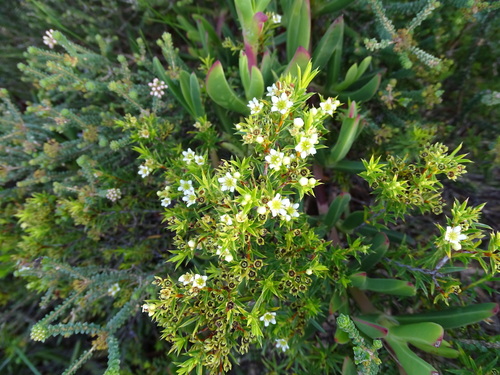 Image of Diosma aristata by (c) Shaun Swanepoel, some rights reserved (CC BY)