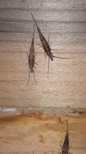 Machilidae