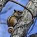 Siberian Chipmunk - Photo (c) Константин Самодуров, some rights reserved (CC BY-NC), uploaded by Константин Самодуров