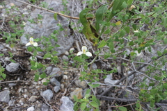 Carlowrightia neesiana