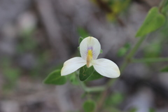 Carlowrightia neesiana