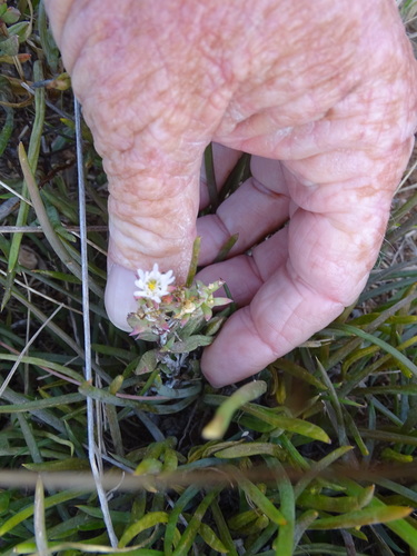 Image of Delosperma litorale by (c) Shaun Swanepoel, some rights reserved (CC BY)