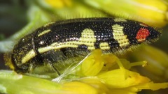 Acmaeodera amabilis