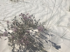 Abronia angustifolia