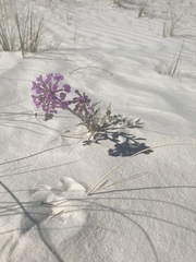 Abronia angustifolia