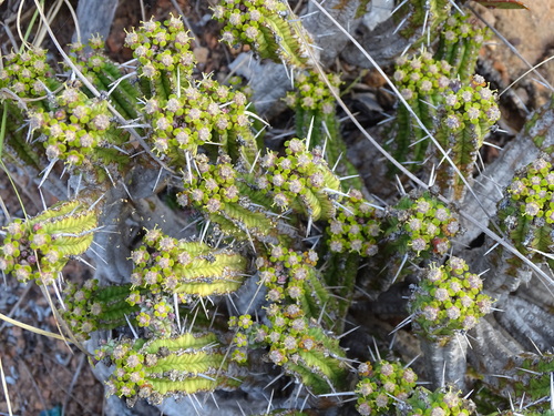 Image of Euphorbia mammillaris by (c) Shaun Swanepoel, some rights reserved (CC BY)