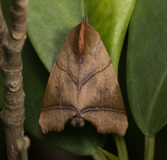Carea angulata