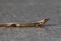 Taiwan Alpine Skink photo 3
