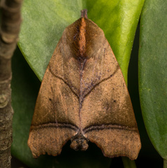 Carea angulata