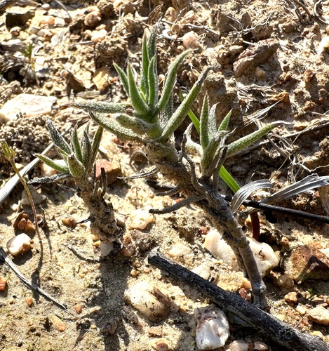 Crassula scabra
