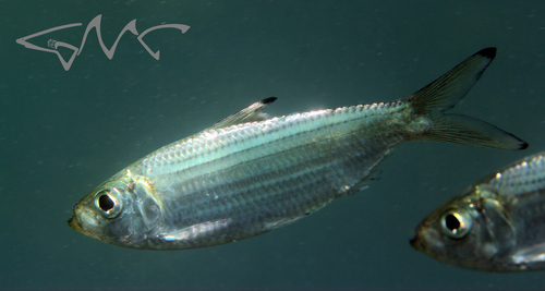 Castelnau's herring (Herklotsichthys castelnaui) — Clupeidae