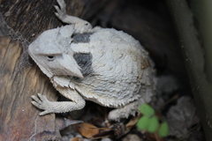 Phrynosoma taurus