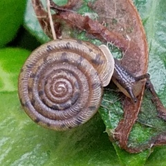 Polygyra