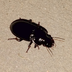 Harpalus caliginosus