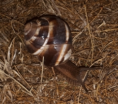 Helix lucorum