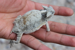 Phrynosoma taurus