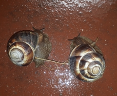 Helix lucorum