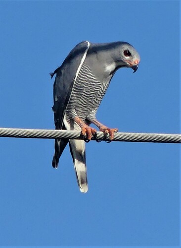 Lizard Buzzard
