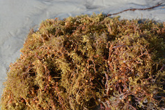 Sargassum natans