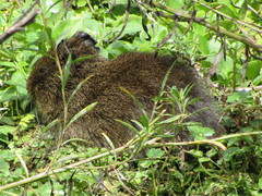 Cavia aperea anolaimae
