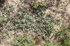 Gossypianthus lanuginosus