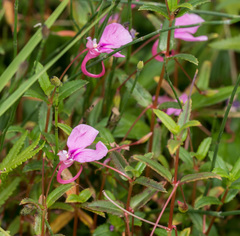 Impatiens chinensis