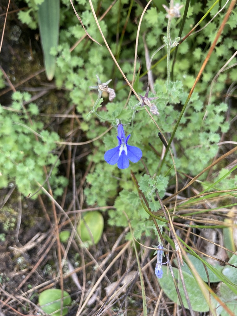 Lobelia lobata