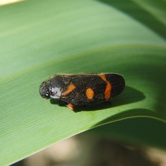 Cercopis intermedia