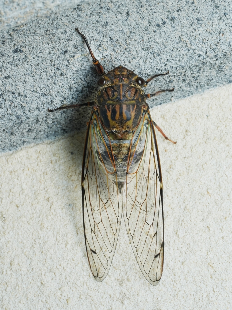 Sinotympana