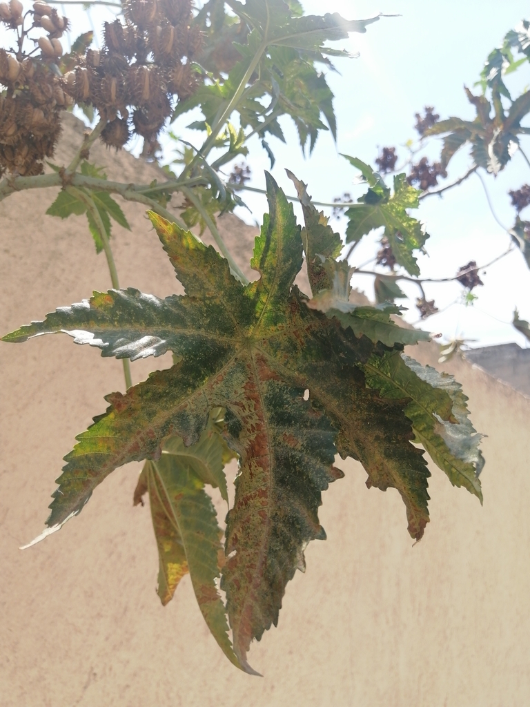 castor bean from Calle de, Nuestra Señora de Guadalupe, Av Ojo de Agua