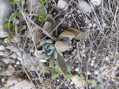 Echeveria heterosepala