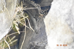 Hemidactylus frenatus