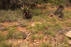 Glottiphyllum longum