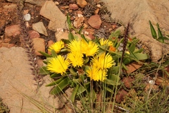Glottiphyllum longum