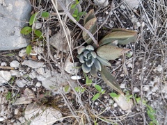 Echeveria heterosepala