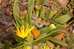 Glottiphyllum longum