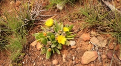 Glottiphyllum longum